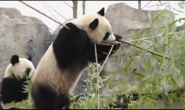熊猫的视频,熊猫视频里的温馨日常