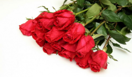 玫瑰视频,探寻浪漫与美好的视觉盛宴